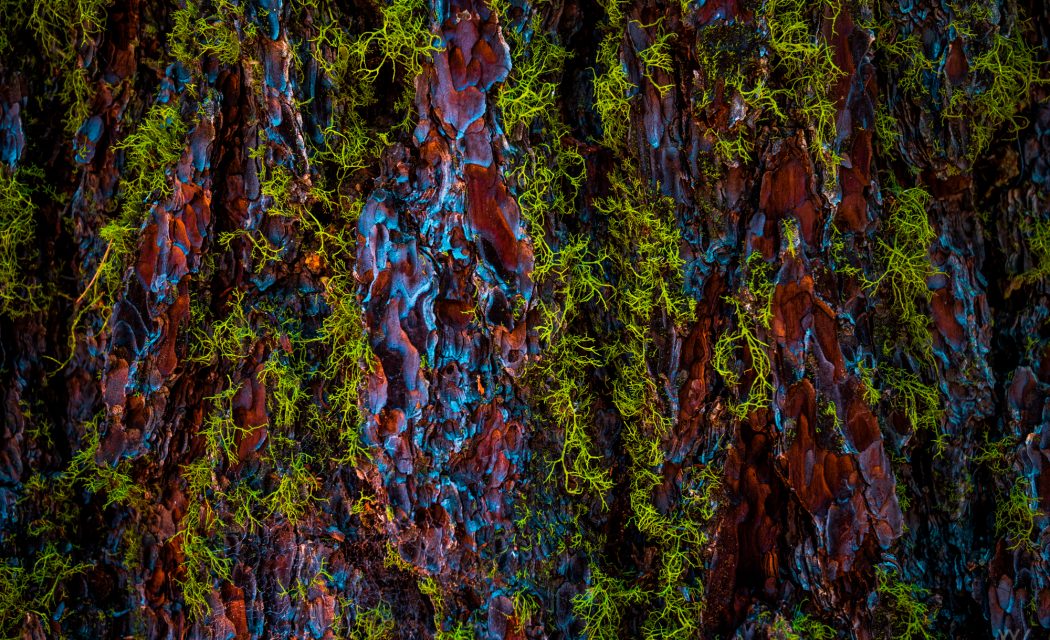 Travel Photography Landscape Master Art Panorama Nikon Jente Willems USA Bryce Canyon Landschap fotografie Belgie belgisch vlaams artiest sequoia